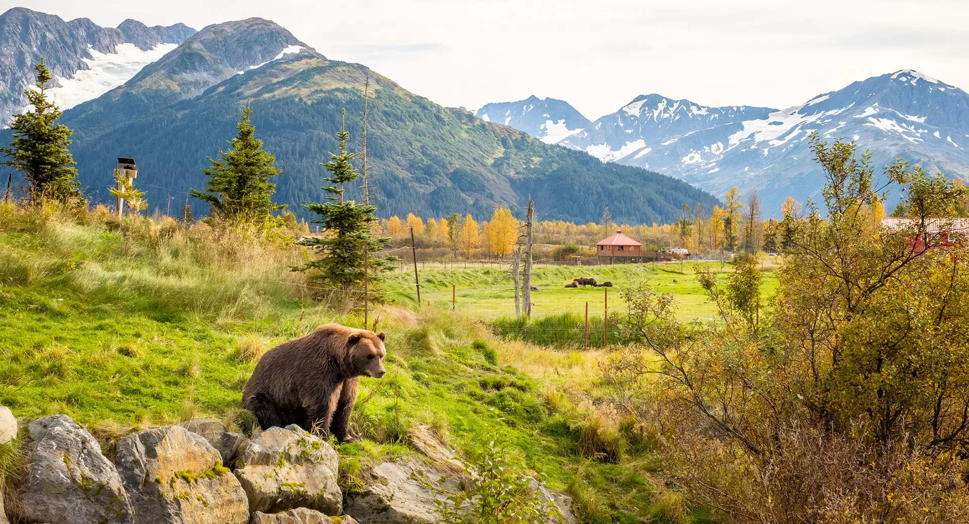 Alaska Brown Bear