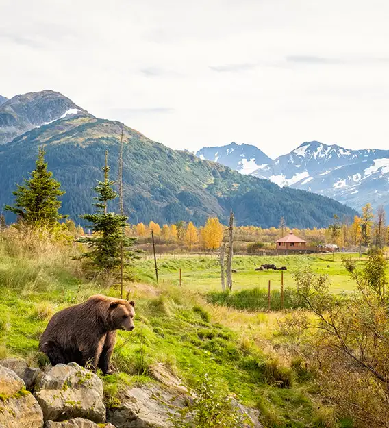 Alaska Brown Bear